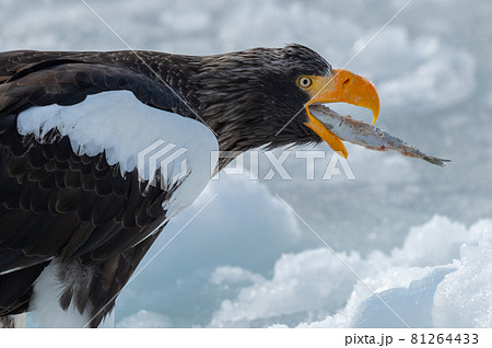 かっこいい動物の写真素材