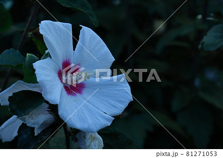 ハイビスカスに似た花の写真素材