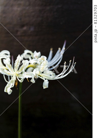 彼岸花 曼珠沙華 植物 しべの写真素材