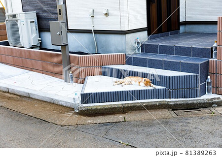 猫除けの写真素材 - PIXTA