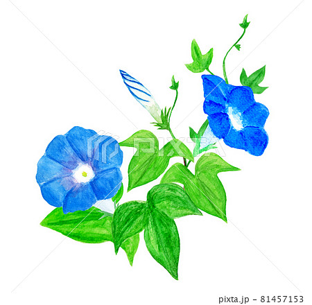 朝顔 イラスト かわいい 花のイラスト素材
