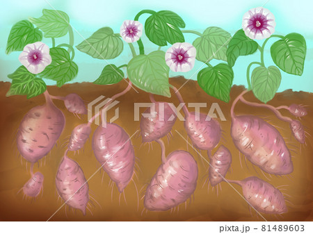 サツマイモのイラスト素材