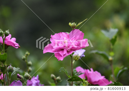 八重ムクゲの写真素材