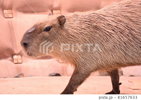 カピバラの写真素材