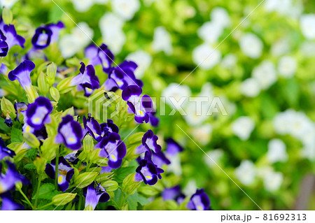 花 トレニア 花壇 花畑の写真素材