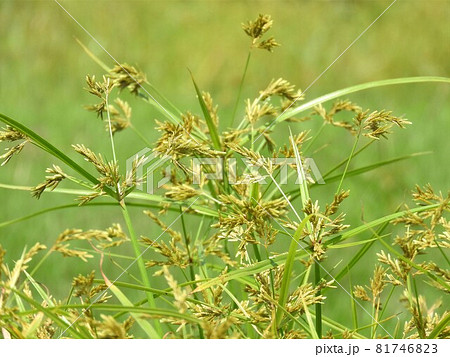 スゲ 花 植物 雑草の写真素材