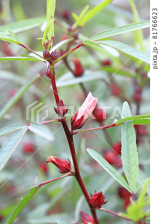 赤い茎 植物の写真素材