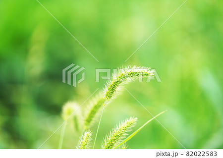 猫じゃらし草の写真素材