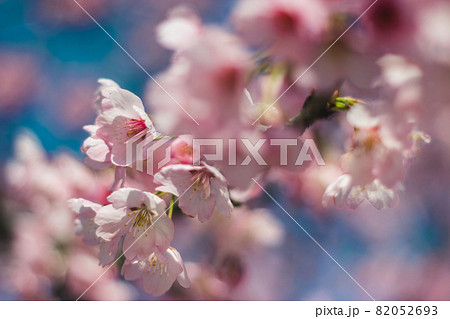 Cherry blossoms (high key + up) - Stock Photo [29518230] - PIXTA