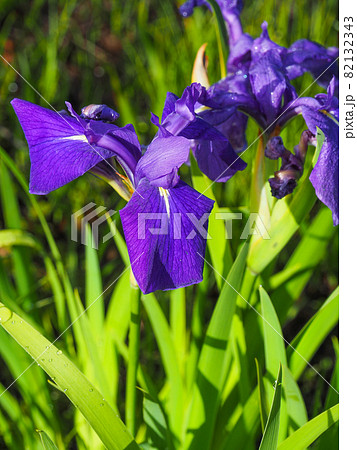 尾瀬 花 夏 アヤメの写真素材