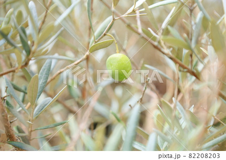 オリーブの枝葉の写真素材