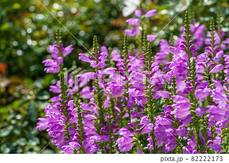 トラノオ 紫色の花の写真素材