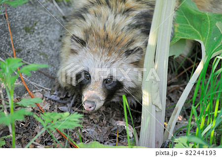 狸 顔 動物 正面 タヌキの写真素材