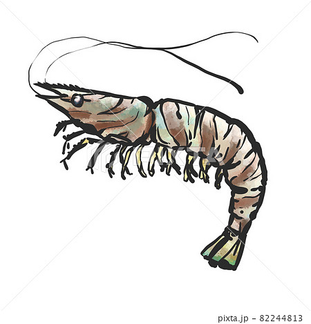車海老のイラスト素材