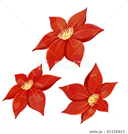 鉄線花のイラスト素材