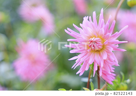 ピンクのダリアの写真素材