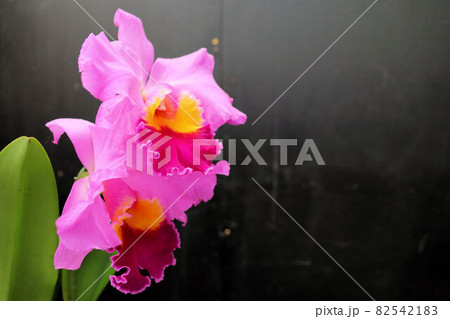 カトレアの花の写真素材