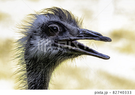 ダチョウ 最大の鳥 エミュー アフリカの写真素材