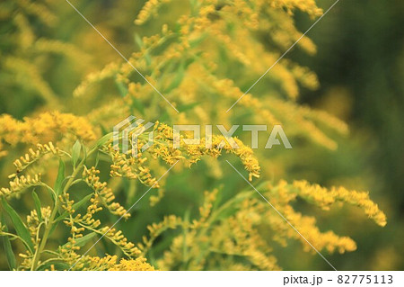 ブタクサ 黄色 アレルギー 秋 花粉症の写真素材
