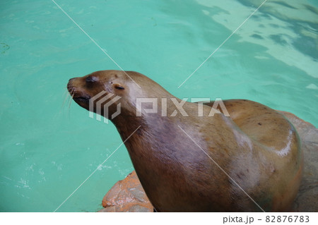 トド アシカ アシカ科 動物の写真素材