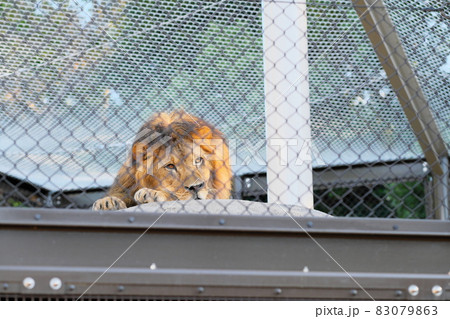 ライオン 檻 動物 陸の哺乳類の写真素材