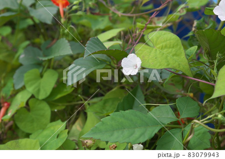 花言葉 固い絆 花言葉の写真素材