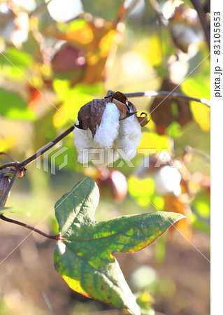 インド綿 綿 植物繊維 綿の実の写真素材