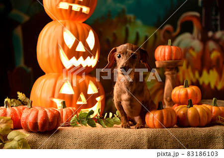犬 ハロウィン 仮装 ミニチュアダックスの写真素材 - PIXTA
