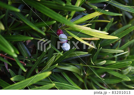 細長い葉っぱの写真素材