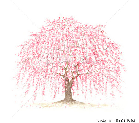桜 イラスト 水彩 枝垂桜のイラスト素材