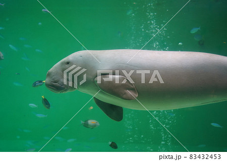 水族館 鳥羽水族館 ジュゴン 水中の写真素材