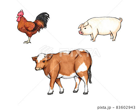 動物 牛 豚 鶏のイラスト素材