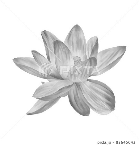 花 モノクロ 蓮 白黒のイラスト素材