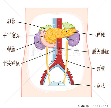 膵臓のイラスト素材