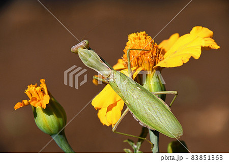 捕食 カマキリ 共食い 昆虫の写真素材