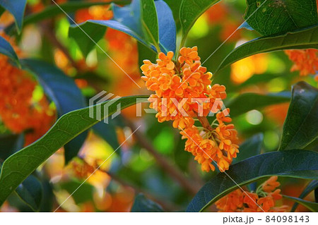 オレンジ色 小さい 花の写真素材