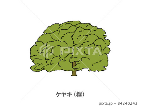 ケヤキのイラスト素材