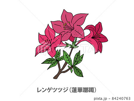レンゲツツジのイラスト素材 - PIXTA