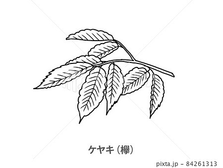 ケヤキのイラスト素材