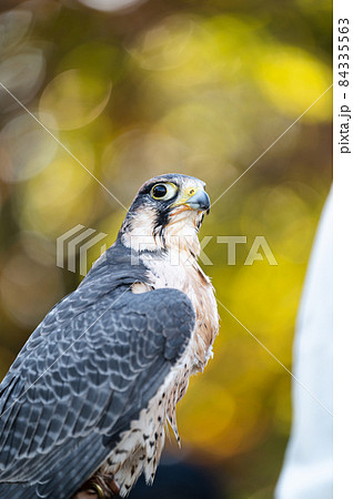 ハヤブサ 自然 鳥 かっこいいの写真素材