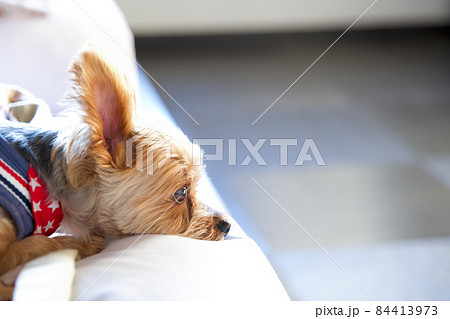ヨークシャーテリア 子犬 犬 伏せの写真素材 - PIXTA
