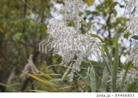 芦 植物 花 アシの写真素材