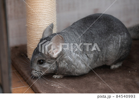 チンチラ 小動物 ネズミ目 齧歯目の写真素材