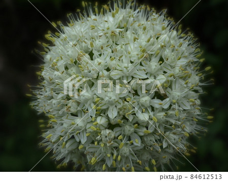 ねぎぼうず 玉ねぎの花 花 玉葱の写真素材