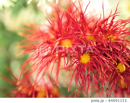 菊 花 嵯峨菊 赤の写真素材