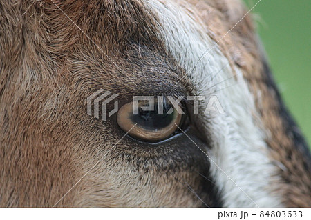 山羊の目の写真素材 山羊の目の写真素材