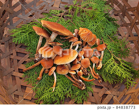 クリタケ属 モエギタケ科の写真素材