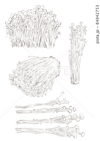 エノキのイラスト素材