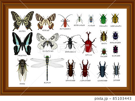 昆虫標本のイラスト素材