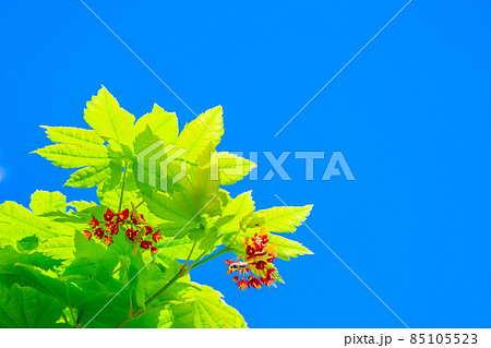 カエデ 楓 ハウチワカエデ 花の写真素材